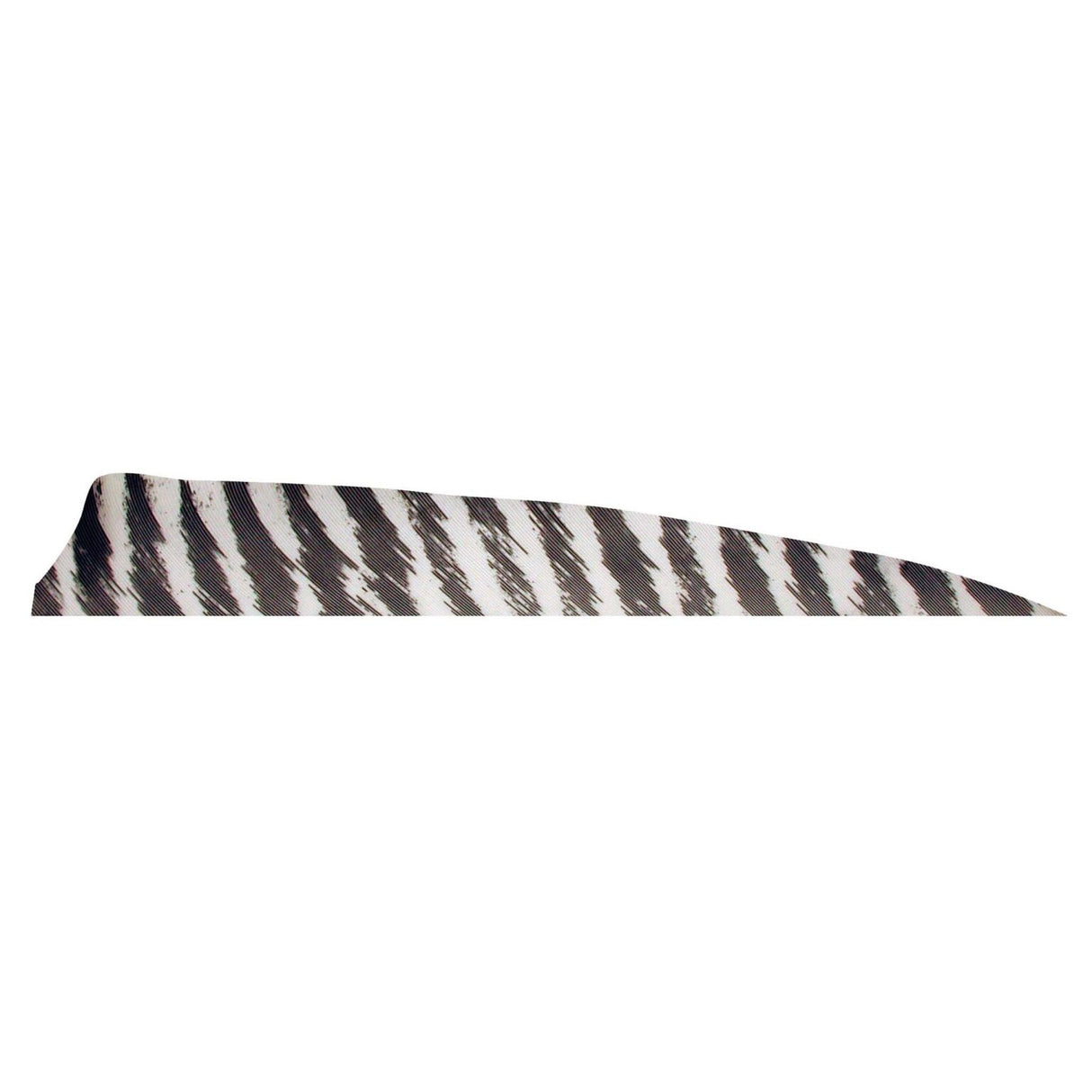 Pluma Natural Escudo Barrada 5" RW GATEWAY