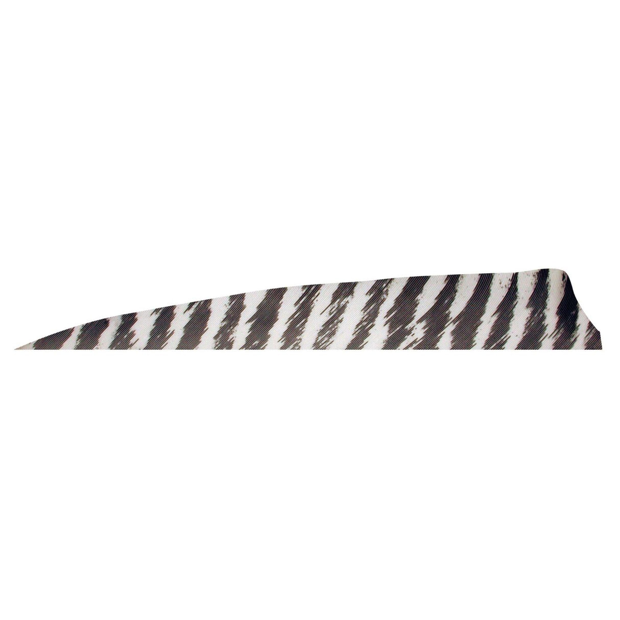 Pluma Natural Escudo Barrada 4" RW GATEWAY